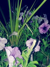 Close-up of flowers blooming outdoors