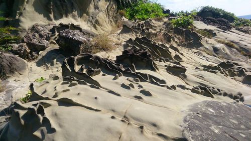 View of lizard on rock formation