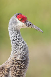 Close-up of bird on field