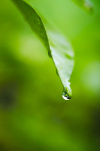 Close-up of water drops on leaf