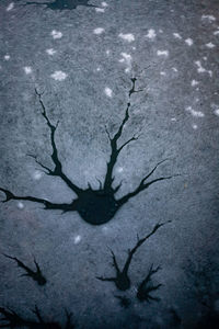 Full frame shot of tree branch