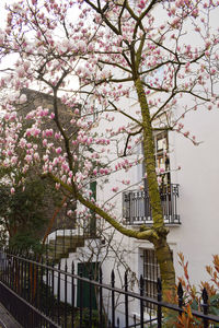 Cherry blossom tree by building against sky