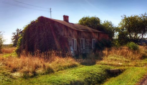 Plants growing on grassy field