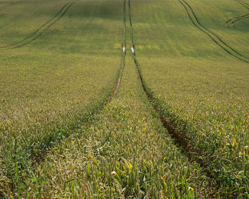 High angle view of field