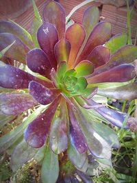 Close-up of wet purple flowering plant