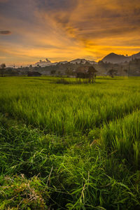 Scenic view of field against sky during sunset