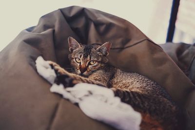 Portrait of a cat lying on bed
