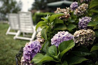 Close-up of purple flowering plants in park