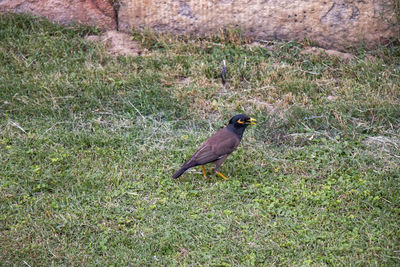 High angle view of bird perching on grass