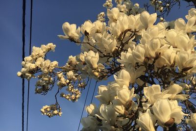 Low angle view of white flowering tree against sky