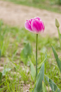 Close-up of pink flower blooming outdoors