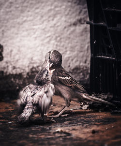 View of bird on wood