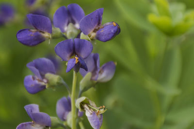 Close-up of purple flowering plant