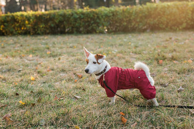 Dog running on field