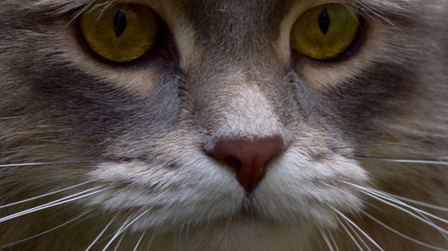 Close-up of cat