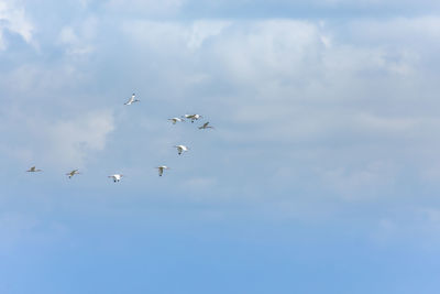 Low angle view of birds flying in sky