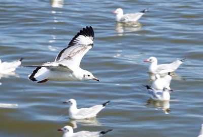 Seagulls flying over lake