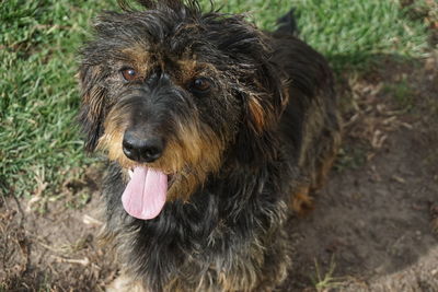 Close-up portrait of a dog on field
