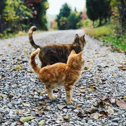 Full length of a cat on field