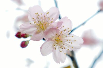Close-up of apple blossoms in spring