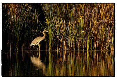 High angle view of gray heron perching on lake