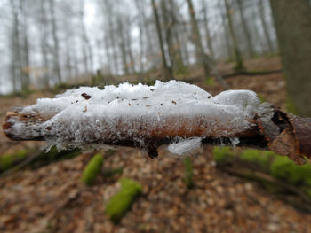 Close-up of frozen mushroom growing in forest