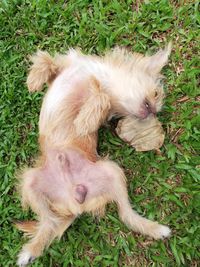 High angle view of dog relaxing on field