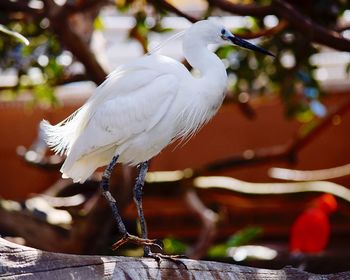 Close-up of bird perching on tree