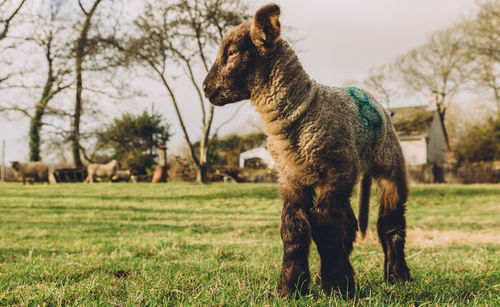 Sheep grazing on grassy field