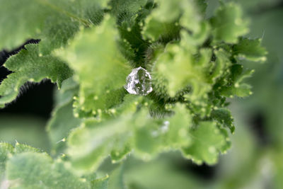 Close up of plant