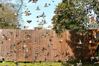 Birds migrate through backyard