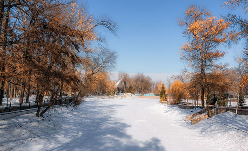 Trees on snow covered field against sky