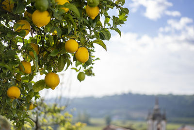 Low angle view of fruits on tree