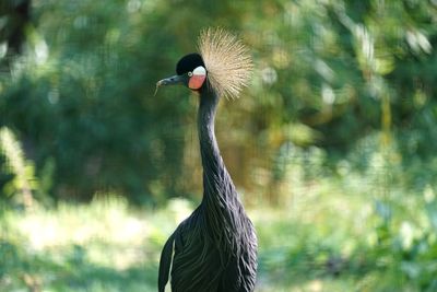 Close-up of grey crowned crane