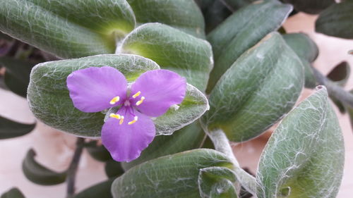 Close-up of flower blooming outdoors