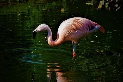 Side view of a duck in water