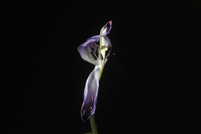 Close-up of purple flower against black background