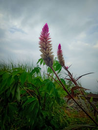 Close-up of flowering plant on field against sky