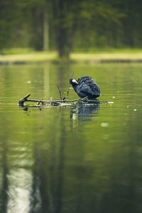Ground level view of a coot pluming its feathers on the water