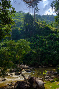 Scenic view of forest against sky