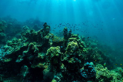 Fish swimming in sea