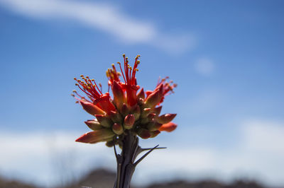 Close-up of red flower against sky