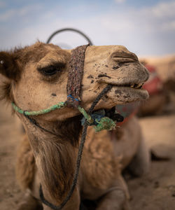 Close-up of camel