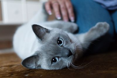 Portrait of british shorthair lying at home