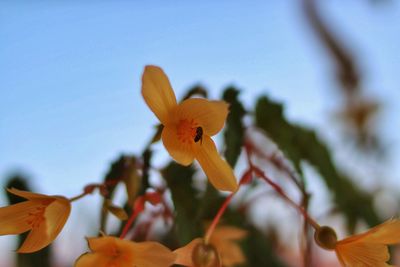 Close-up of orange flowering plant against sky