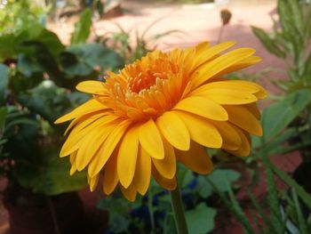 Close-up of yellow flower