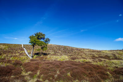 Trees on field against blue sky