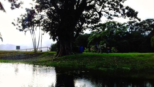 Trees by lake against sky