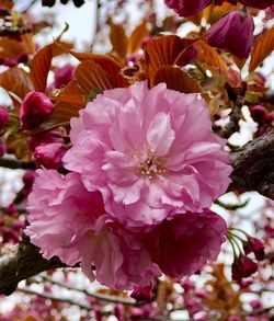 Close-up of pink cherry blossoms in spring