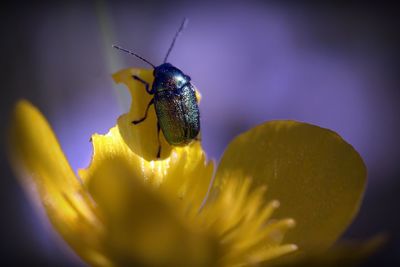 Close-up of insect on yellow flower